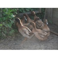 Khaki Campbell Pure Breed Duck Eggs 